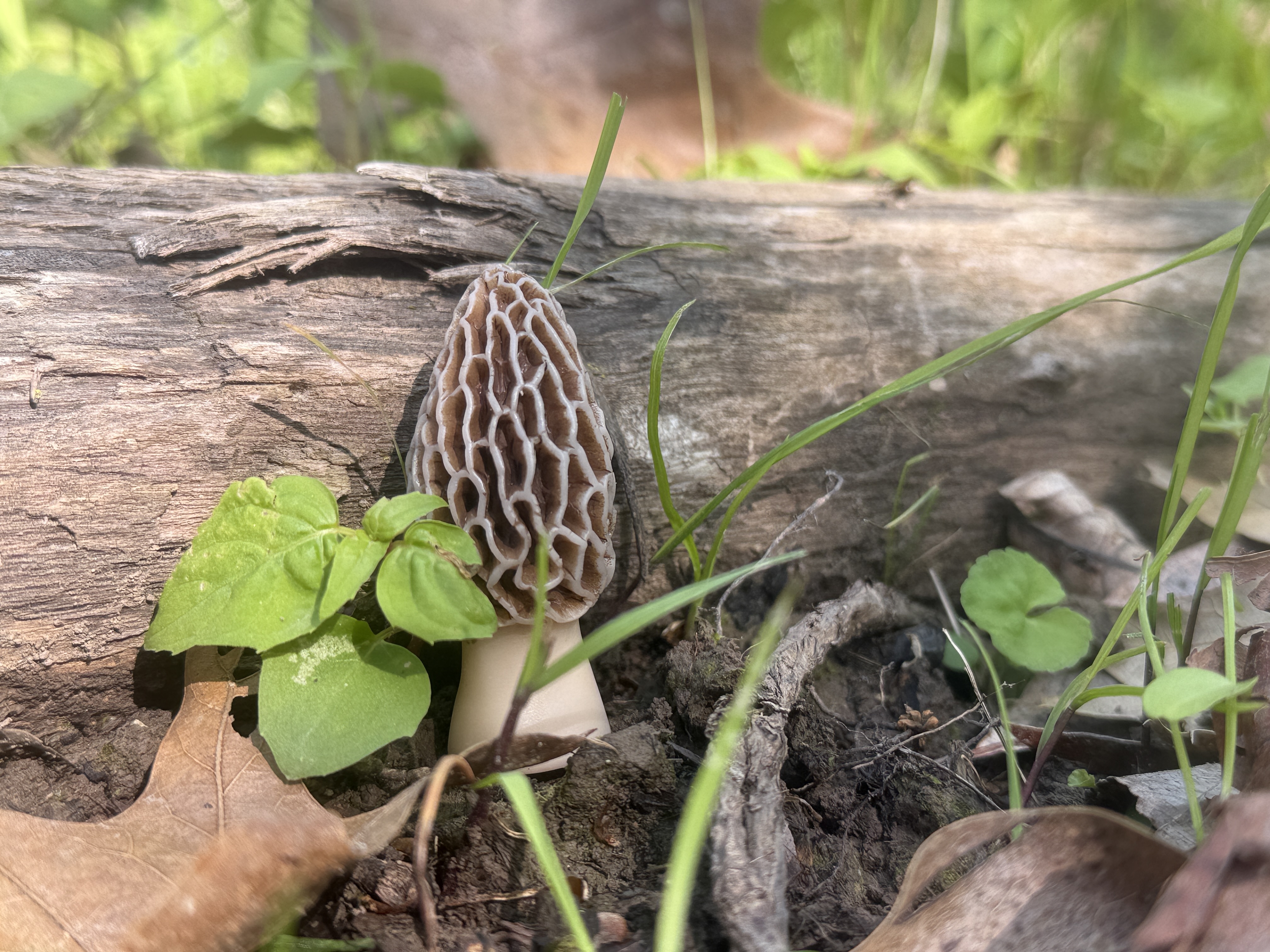 1.5" decoy Morel Mushroom