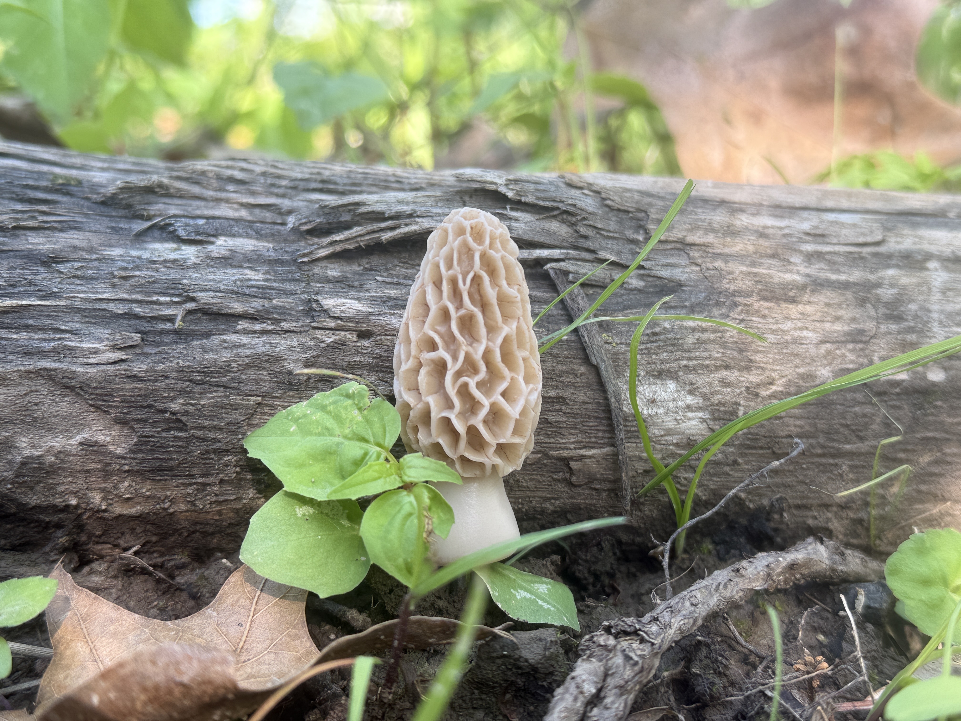 2" decoy Morel Mushroom