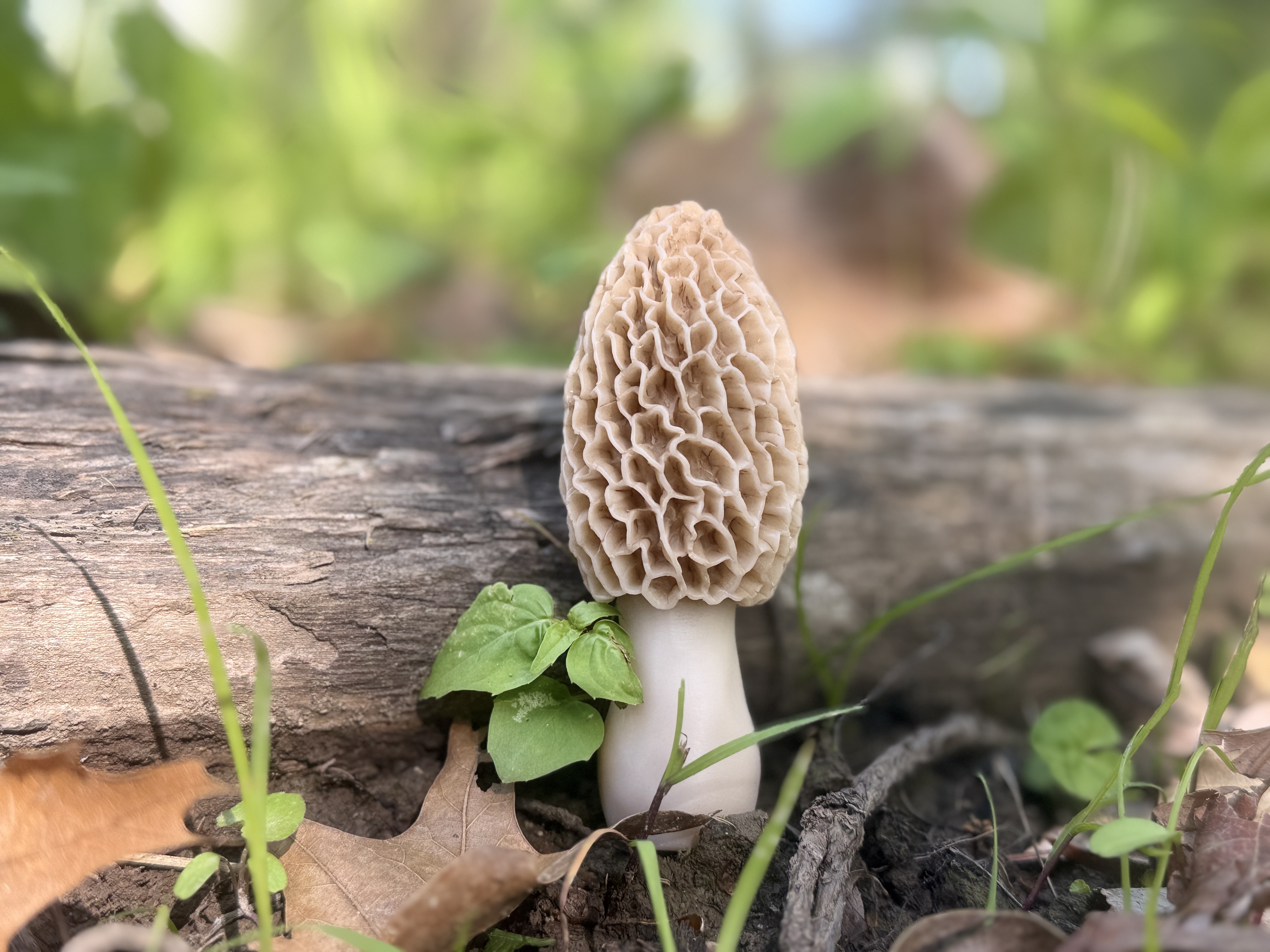 3" decoy Morel Mushroom