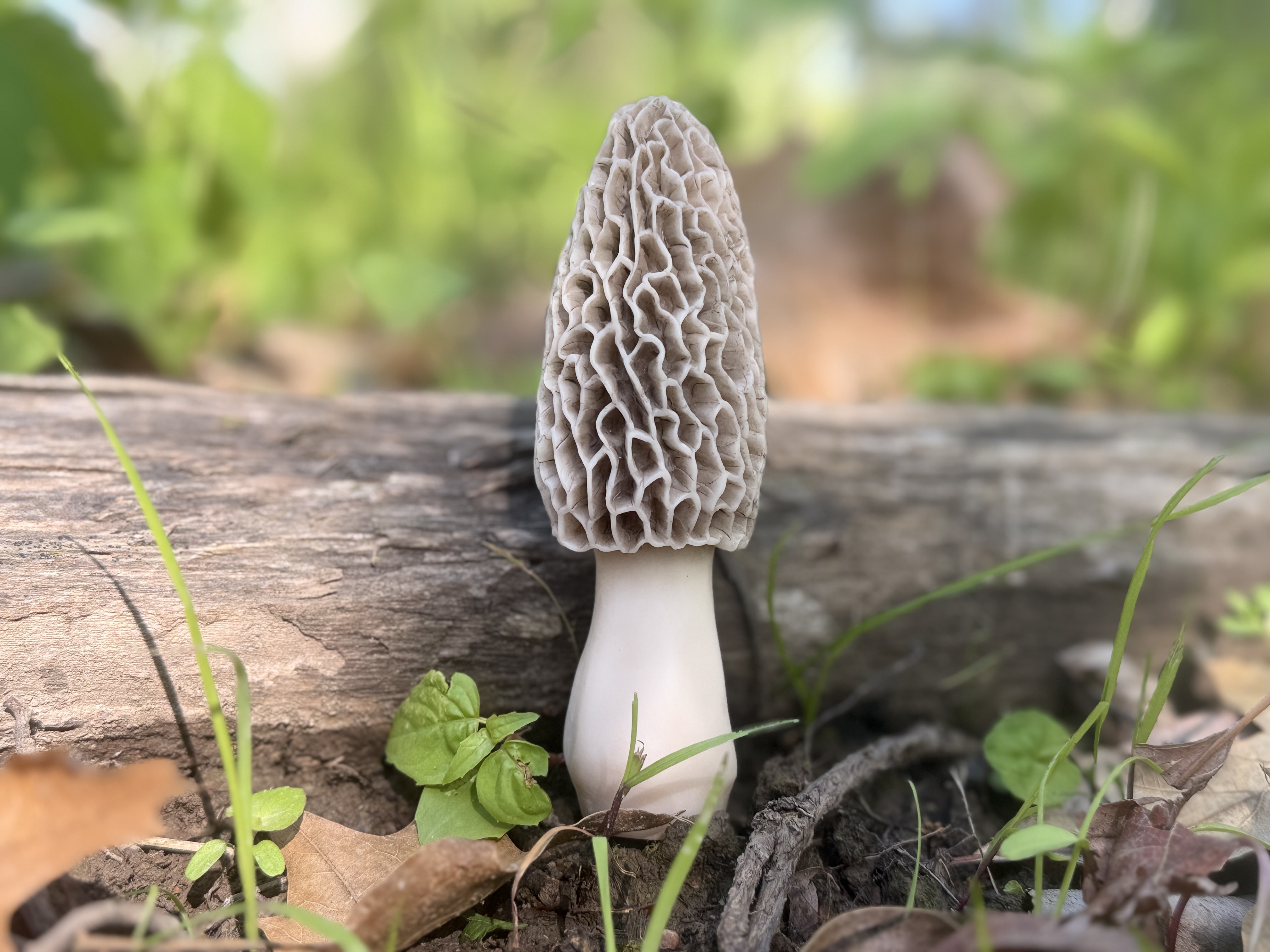 4" decoy Morel Mushroom