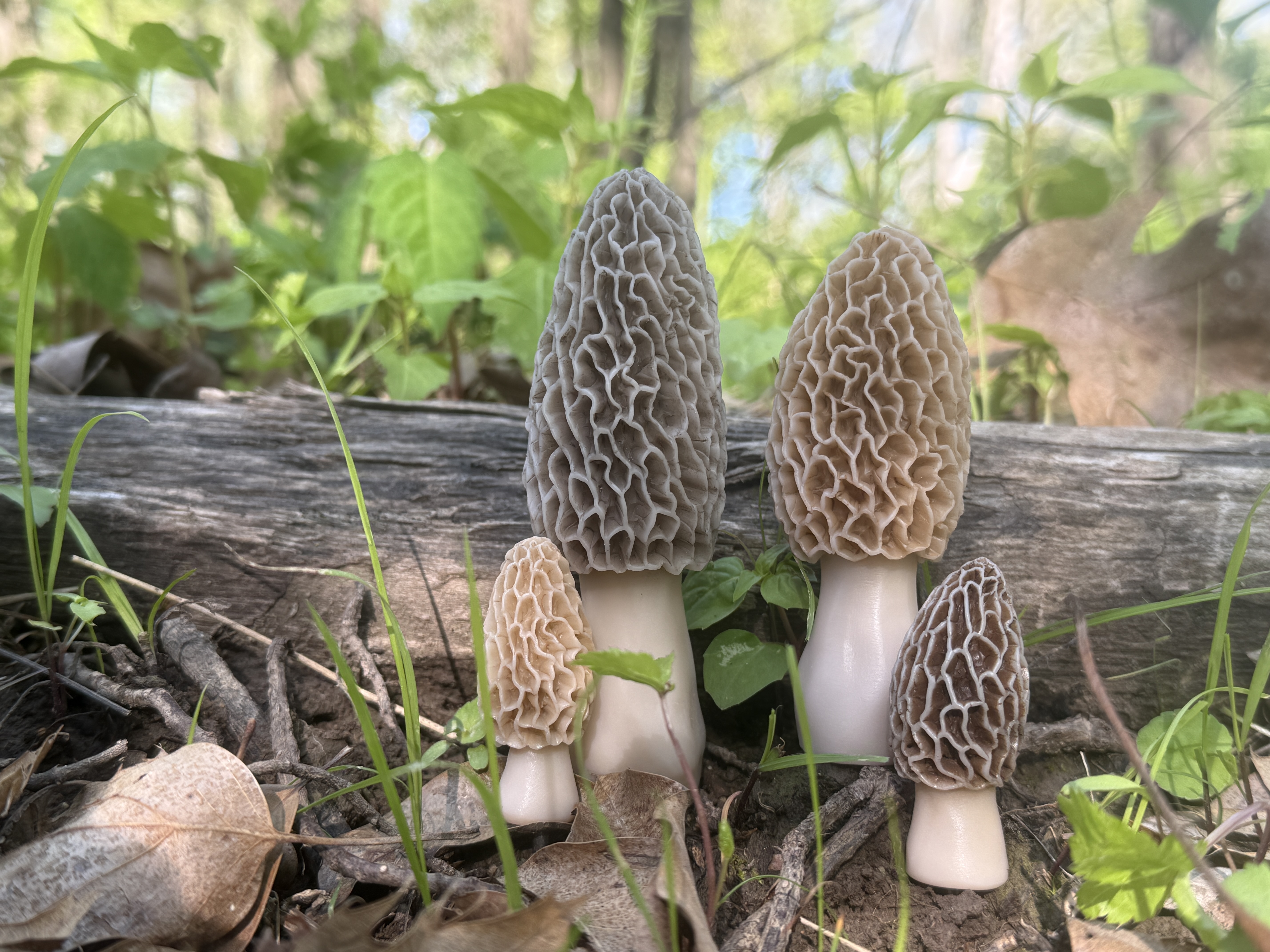 4 pack decoy Morel Mushrooms