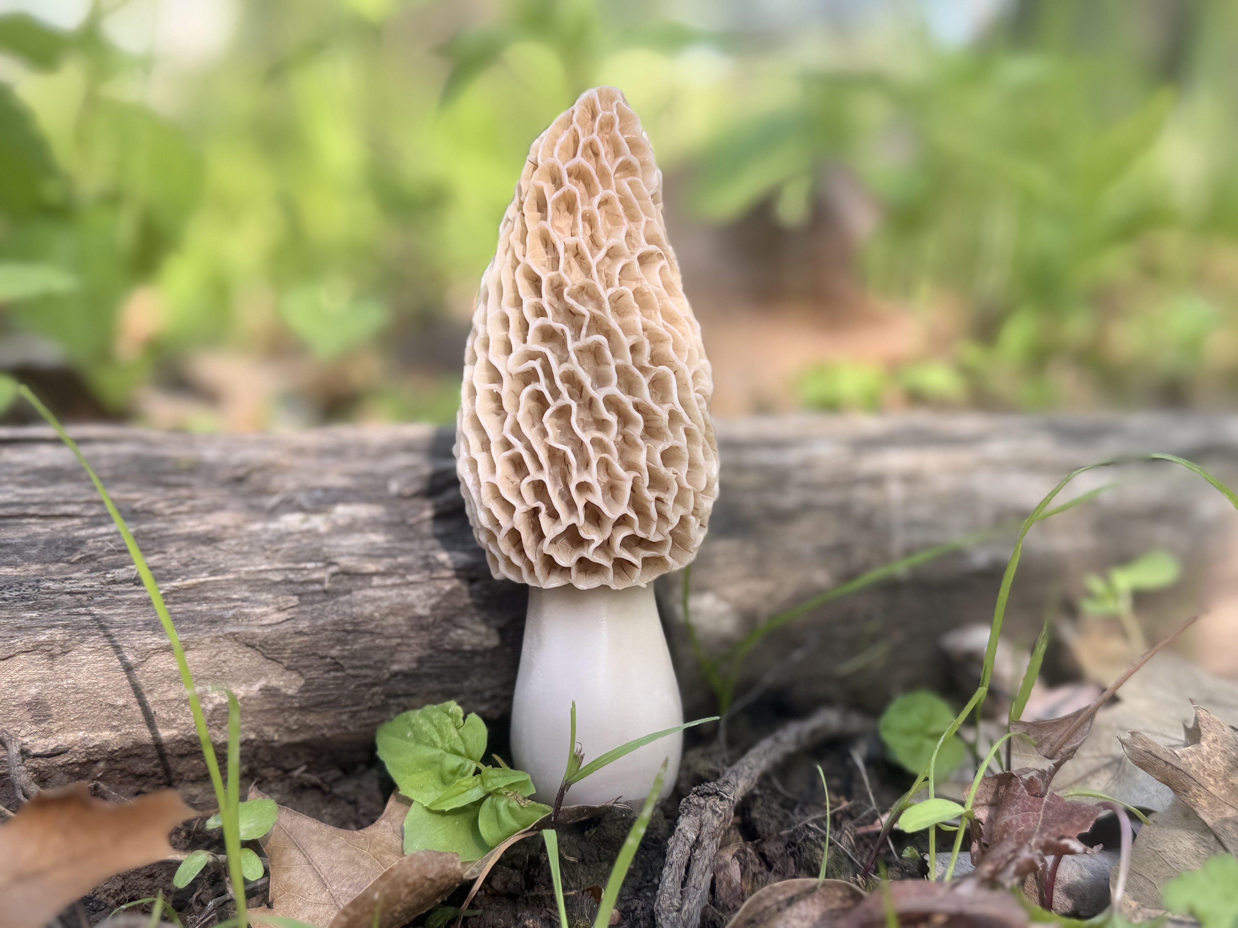 5' decoy Morel Mushroom with removeable spike