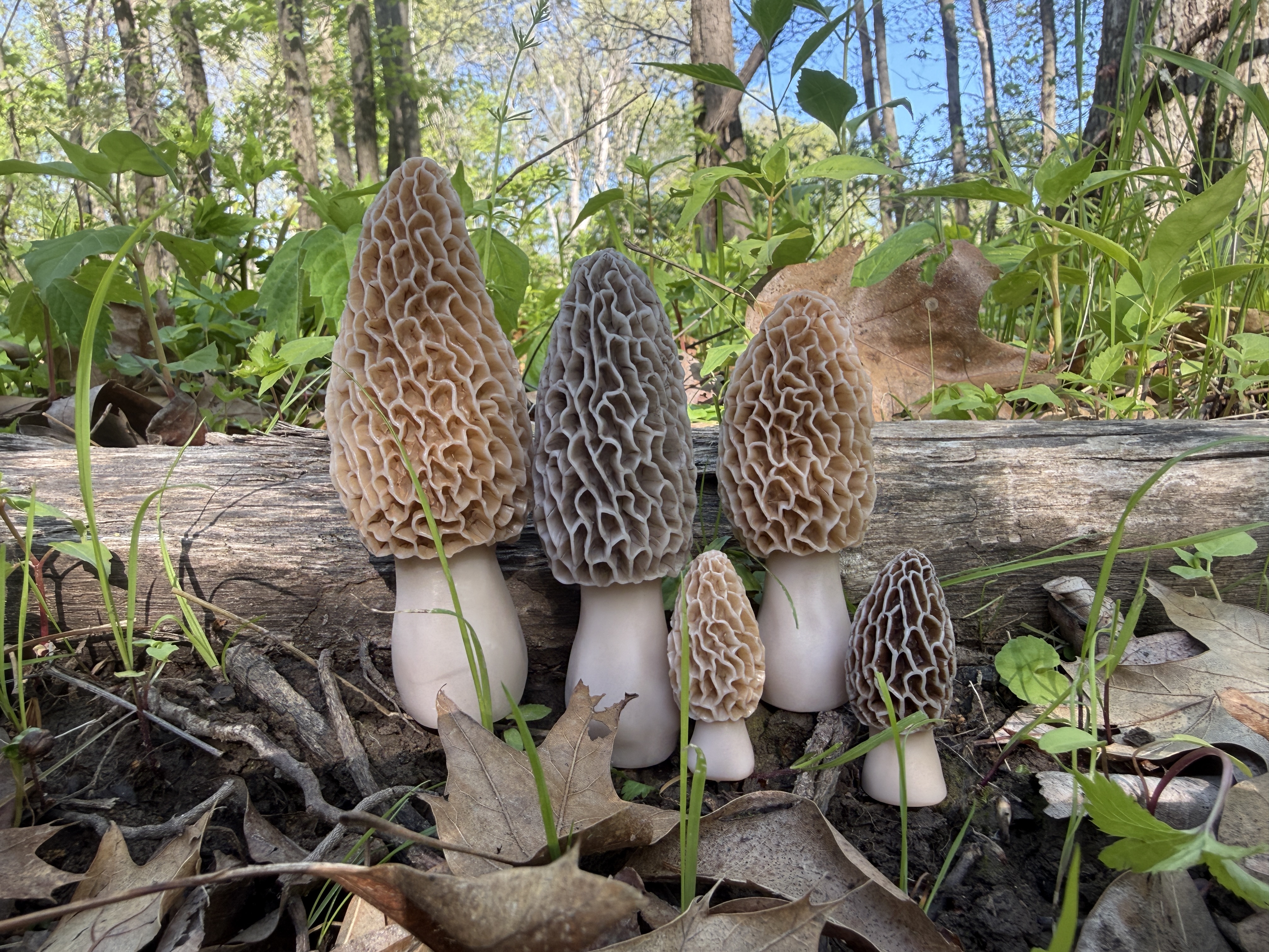 5 pack decoy Morel Mushrooms