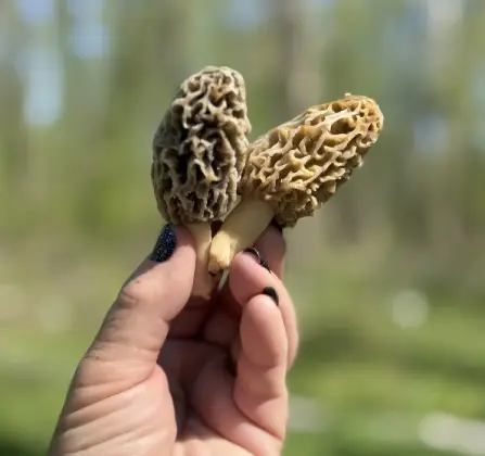 Dog with bag of Morel Mushrooms