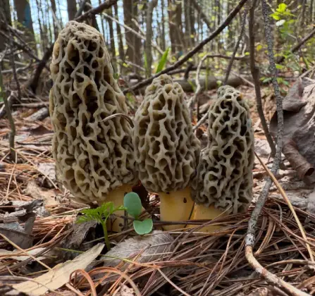 3 morels