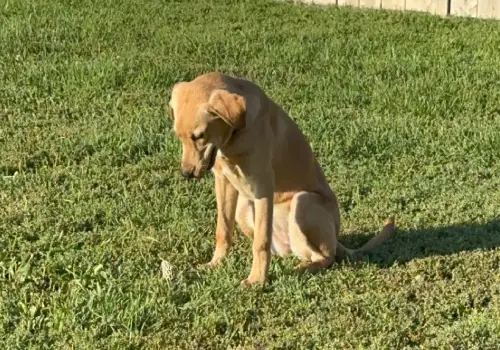 A dog looking down at a morel mushroom